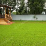 Газонная трава у дома